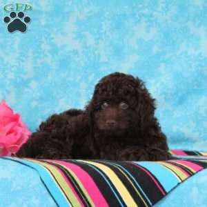 Chess, Toy Poodle Puppy